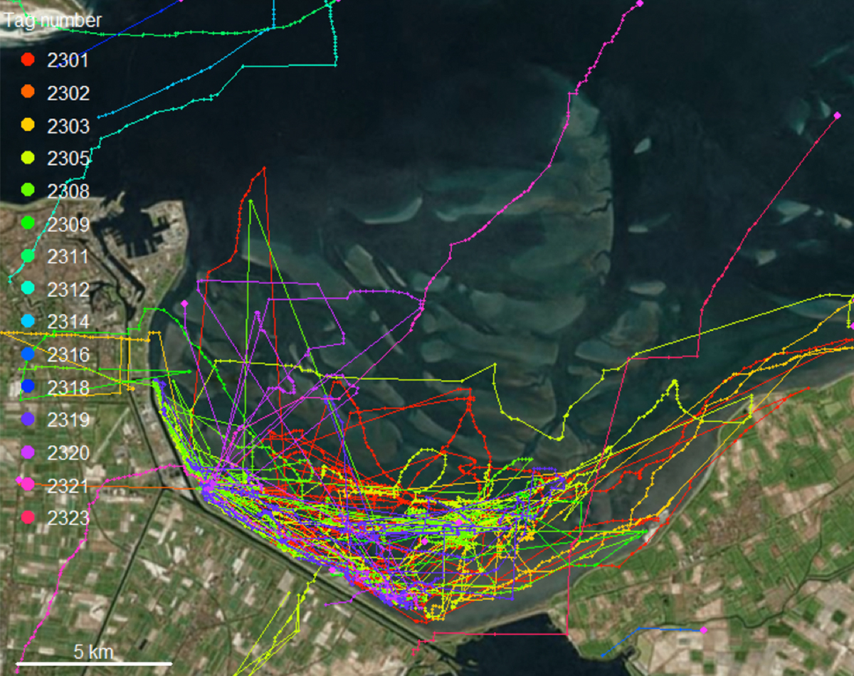 First WATLAS tracks of Bar-tailed godwits in the Balgzand area east of Den Helder.