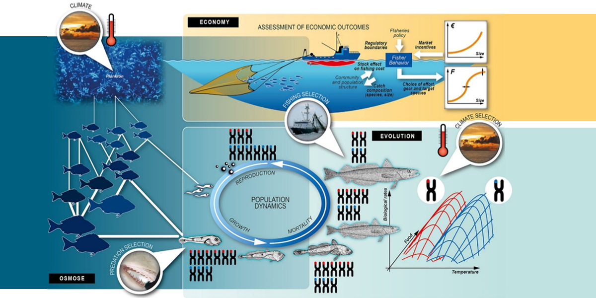 A modelling tool including ecological processes and impacts on life-history trait composition. Source: SOMBEE website