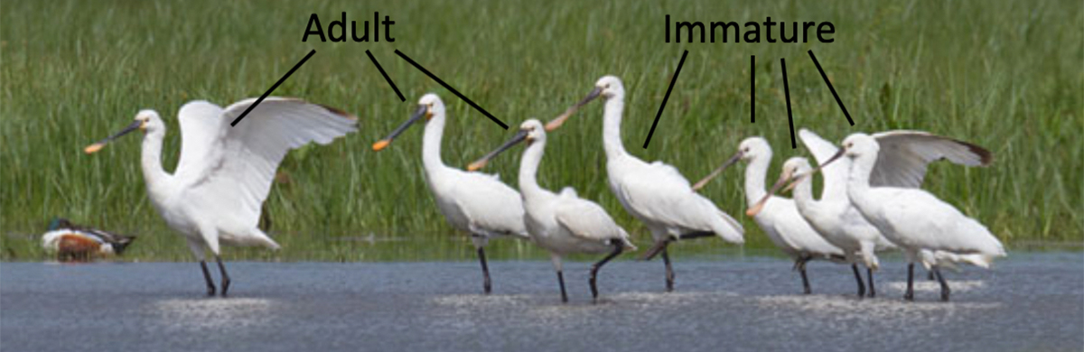 Adult birds have no black wingtips and a black bill with a distinct yellow tip. Subadult birds (2nd and 3rd year birds) have a darker bill than the juveniles, with a yellowish (but still vague) tip of the bill and often still black wingtips. 