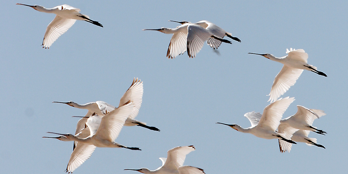 Bird migration, a fascinating phenomenon. Photo: Jan van de Kam