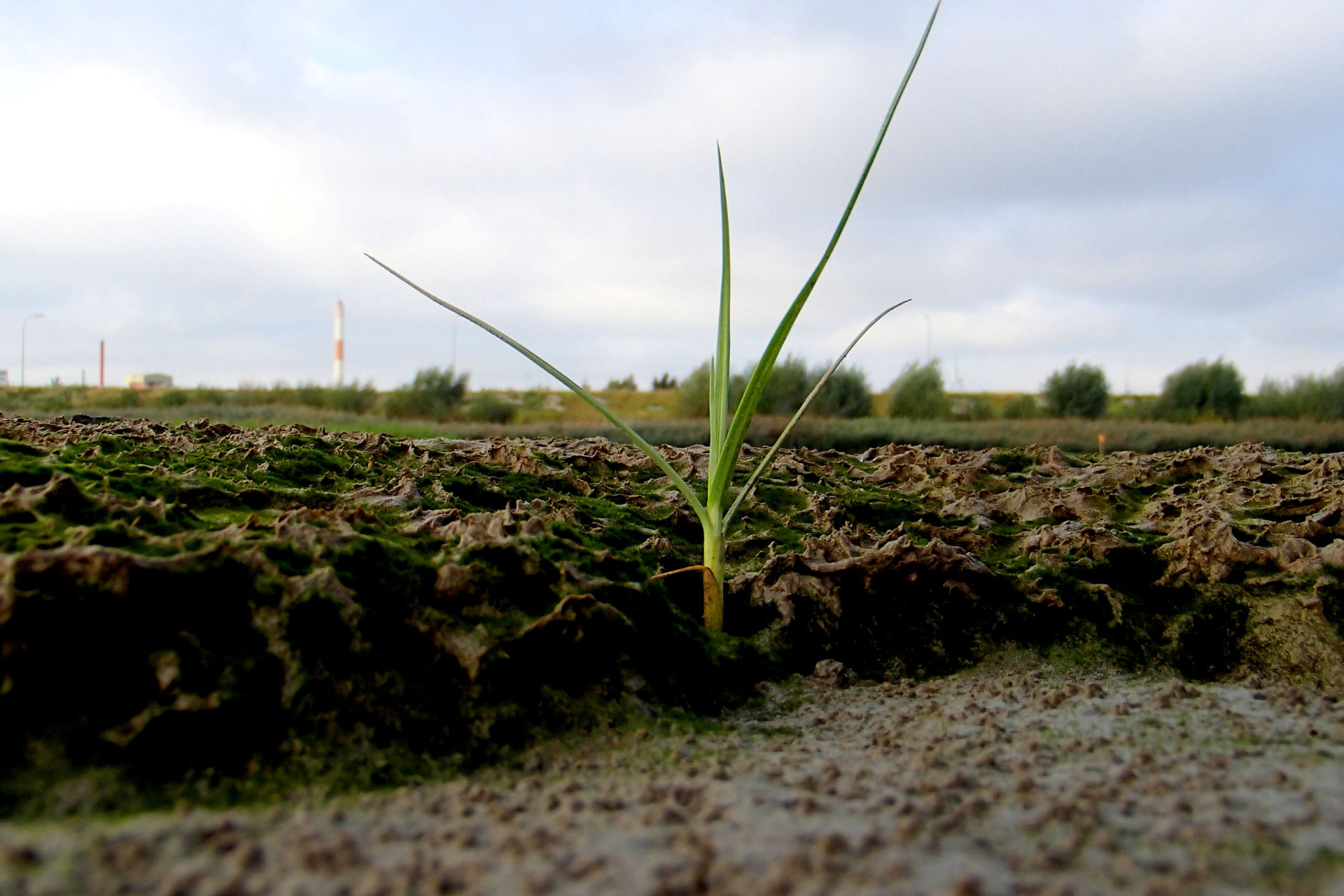 De kans op vestiging van zaailingen op wadplaten wordt bepaald door de fluctuaties van de bodem waarop de plant wortelt. Foto: Jim van Belzen