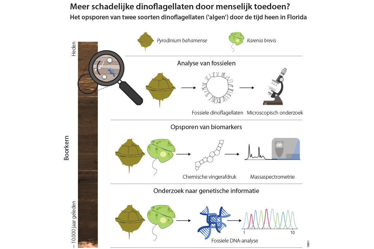 Illustration: Suzanne de Zwaan (NIOZ/Universiteit Utrecht) / Margot Stoete (Universiteit Utrecht)