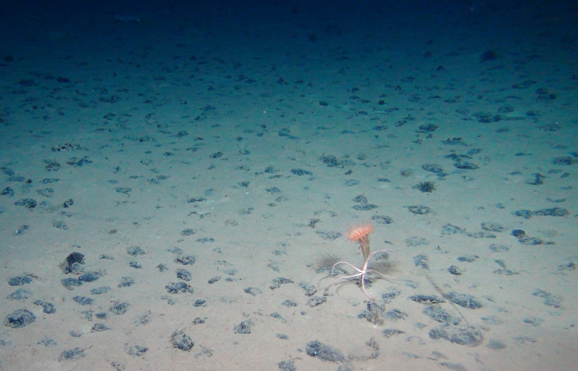 Anemone and brittle star in field of manganese nodules. ROV KIEL6000 Geomar