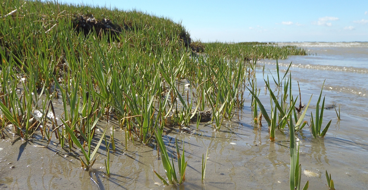 Een ‘gezond’ schor groeit snel weer aan na een kleine verstoring. Een schor is veerkrachtig wanneer de afkalvende rand stabiliseert en nieuw slijkgras zich vestigt aan de zeezijde waardoor het schor snel kan aangroeien. – Foto Jim van Belzen (NIOZ)