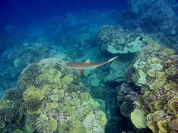 Reef shark Soutern Line Islands - Photo: Emily Kelly