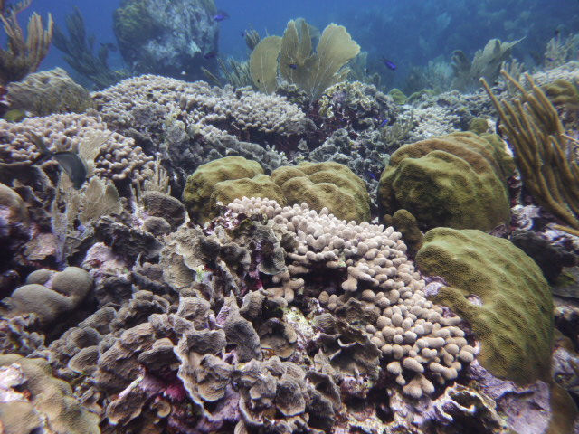 Coral near Curacao, photo:  NIOZ,Fleur van Duyl