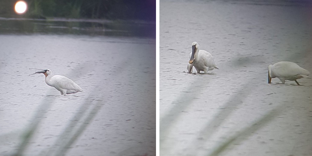 Adult spoonbill catching and swallowing a big fish in De Onlanden (photos: René Oosterhuis).