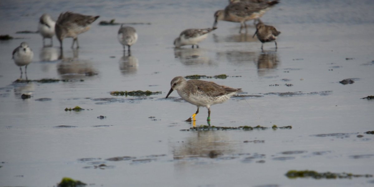 Coloured ringed and tagged red knot