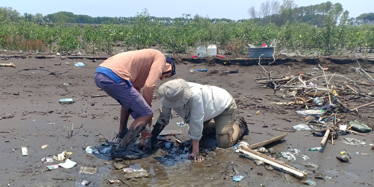 Coring for plastic on the seaward edge of a former mangrove stand. A ridge of sediment and plastic is visible in the background, and behind that a young stand of planted mangroves. Photo: Kuswantoro, Wetlands International
