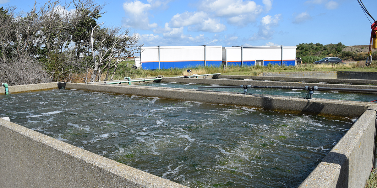 The water that comes out of the cultivation tanks is cleaned trough a biological seaweed filter.