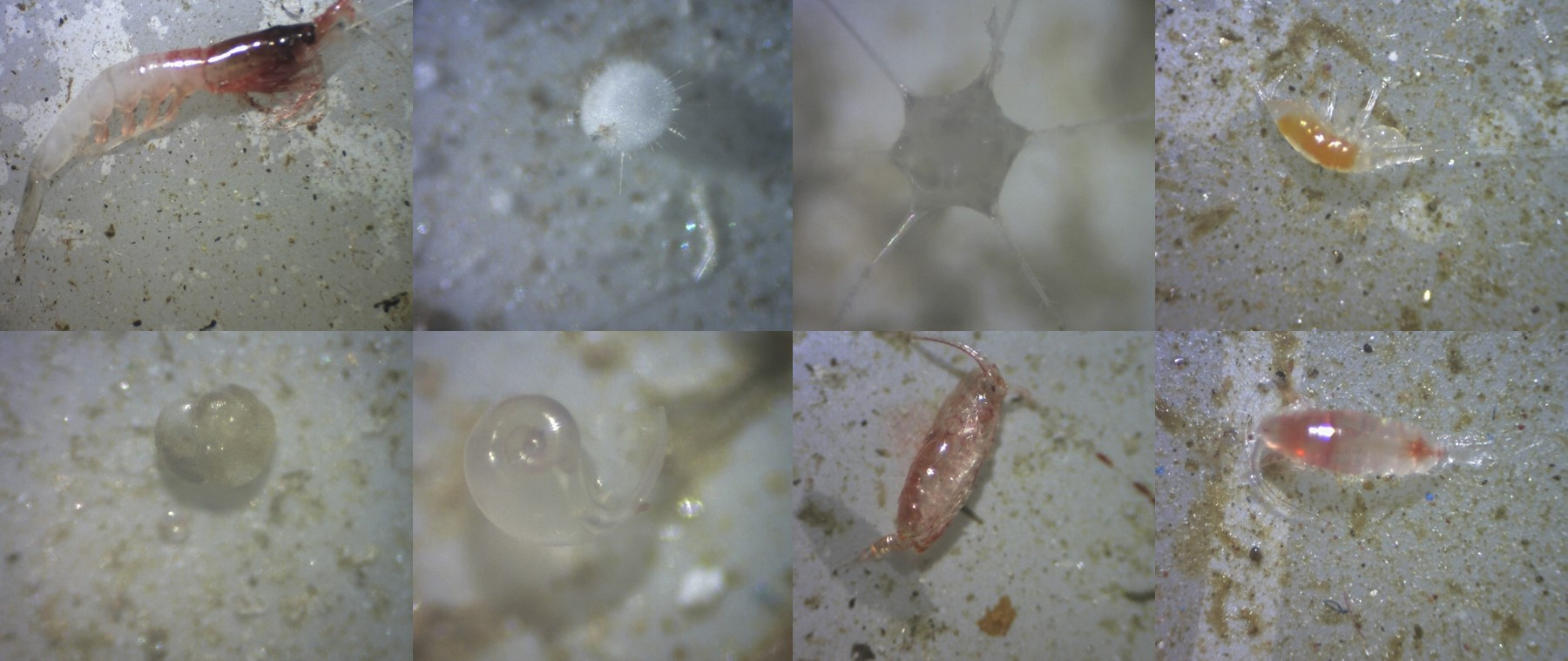 Little ocean creatures caught by the drifting traps 