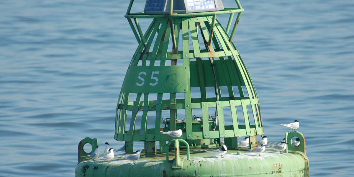Sandwich terns on buoys.