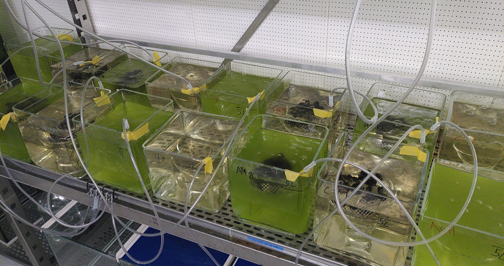 Proefopstelling voor waterzuivering: mosselen consumeren algen uit het water nadat de algen psychofarmaceutica in hun cellen hebben opgenomen.