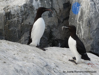 Razorbill, Atlantic puffin, and Common guillemot with prey freshly caught to feed their chick (all photos © Joana Romero-Henriques). 