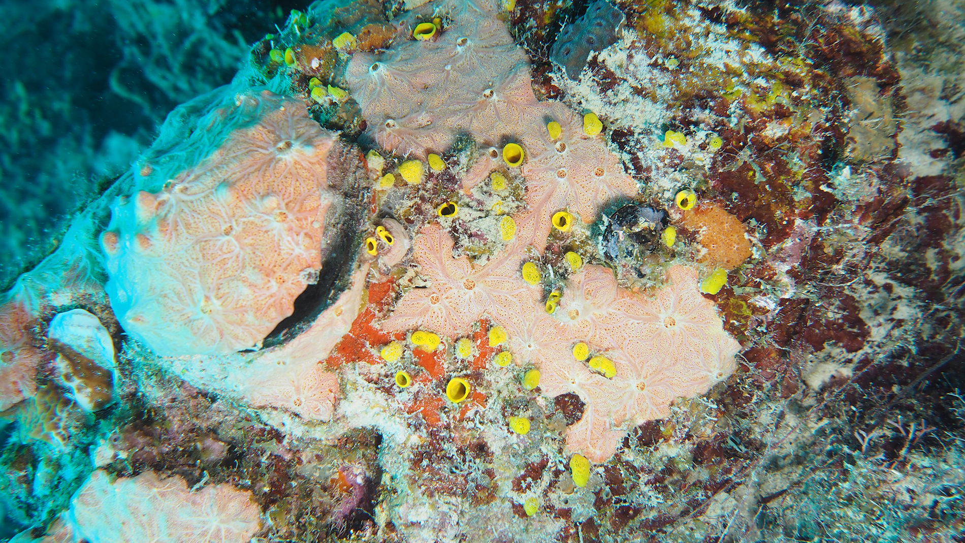 A yellow sponge extruding from coral skeleton. Photo: Alice Webb.