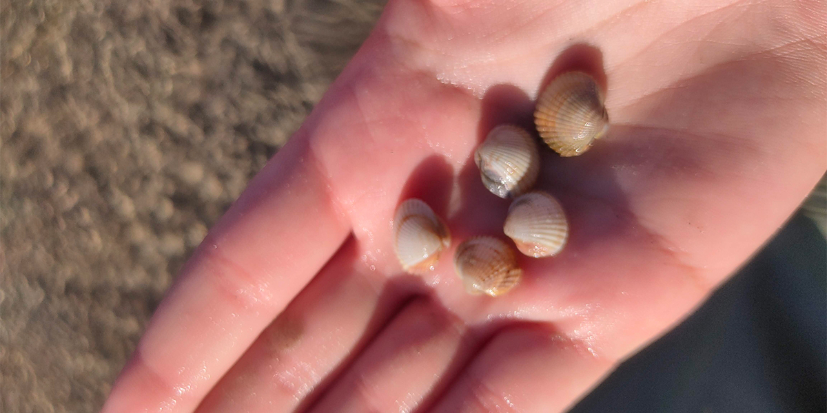 Red knot prey - small cockles