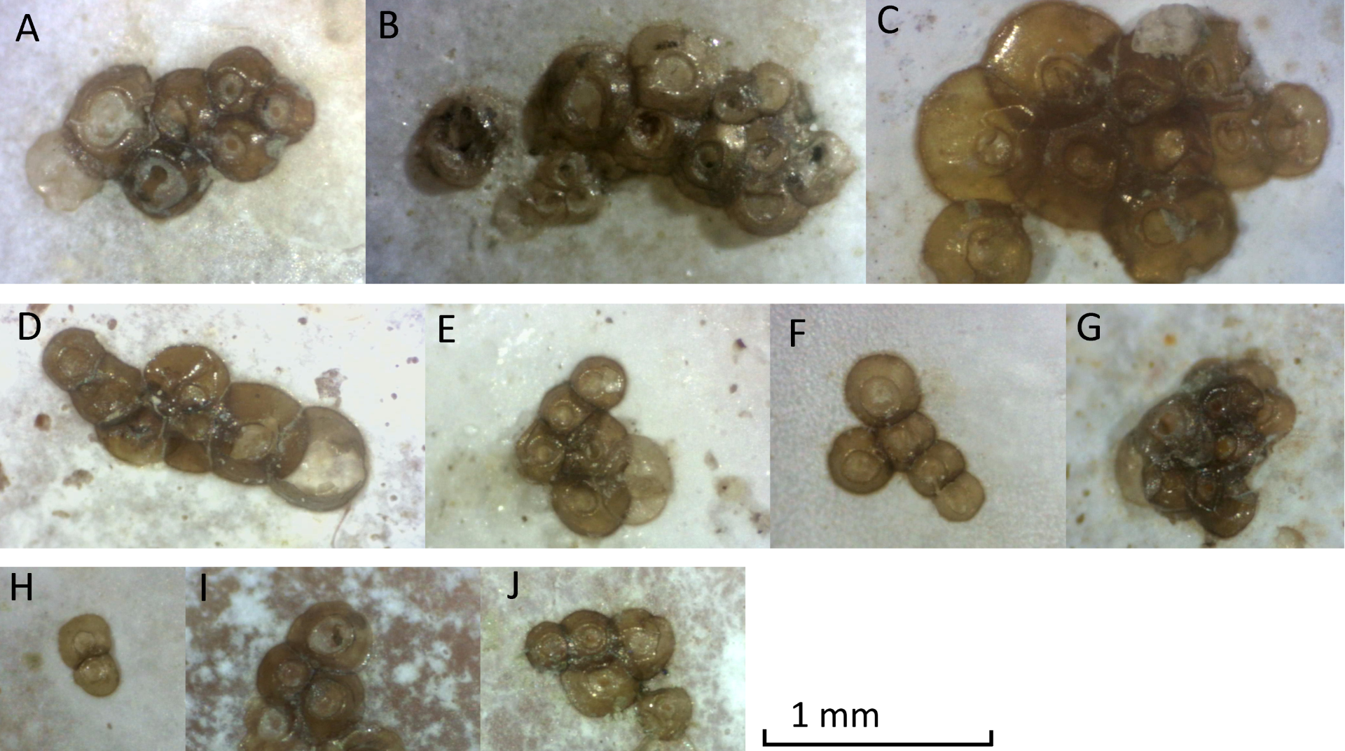 Photographs of podocyst clusters sampled for genetic analysis. Photo: Lodewijk van Walraven