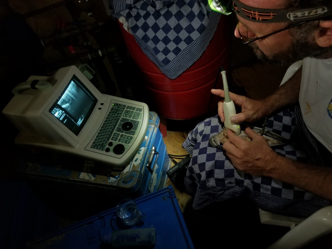 Anne Dekinga bekijkt en meet de borstspier op van een kanoet door middel van een echo. Foto: Evy Gobbens