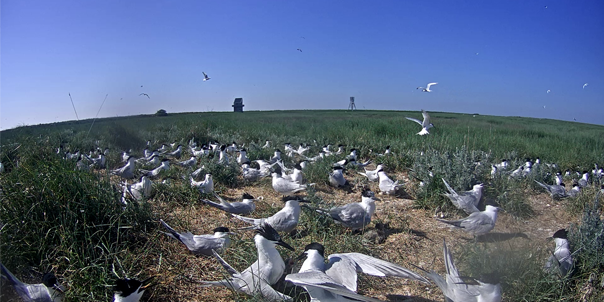 Each year large populations of sandwich terns breeds on the small sandy island Griend, Laura Govers, NIOZ/RUG