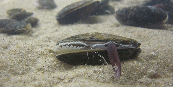 Een mossel in één van de testbassins van het NIOZ - cc-foto: Johan van de Koppel.