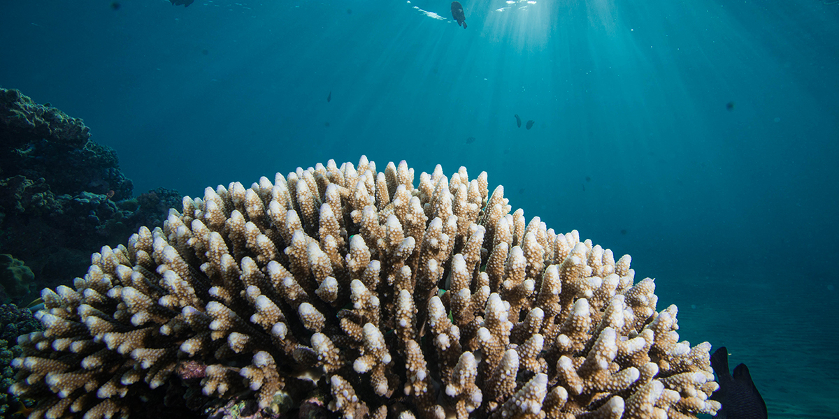 Healthy acropora in the red sea, a sea water inlet of the Indian Ocean. Photo: Erik Meesters