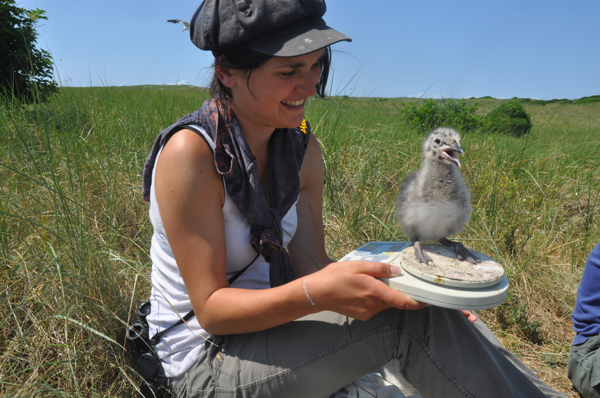 Susanne van Donk weegt een zilvermeeuwkuiken tijdens haar promotieonderzoek in de duinen op de zuidpunt van Texel. Foto: Kees Camphuijsen.