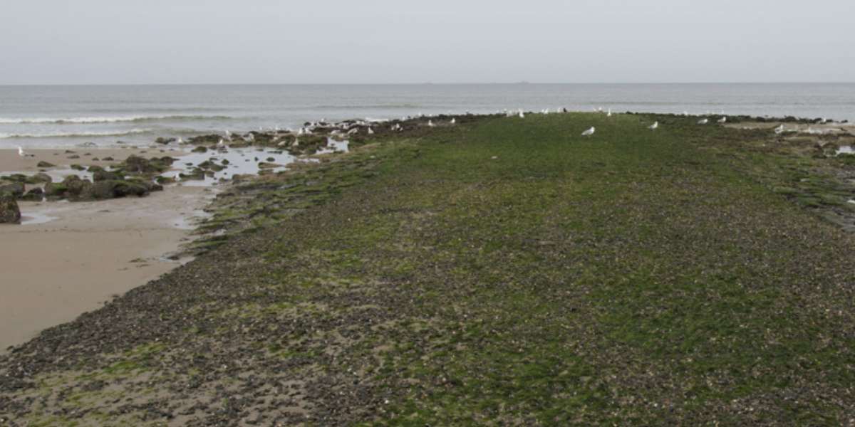 Breakwater (groins) with Herring gulls at low tide.