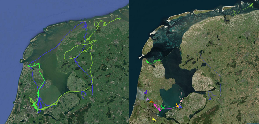 Left picture: explorative movements of Pippi, Thomas and Petra, in the colors in which they are also plotted on the website. Right picture: The locations of the GPS-tracked juveniles at the time of writing (11 August 2021). 