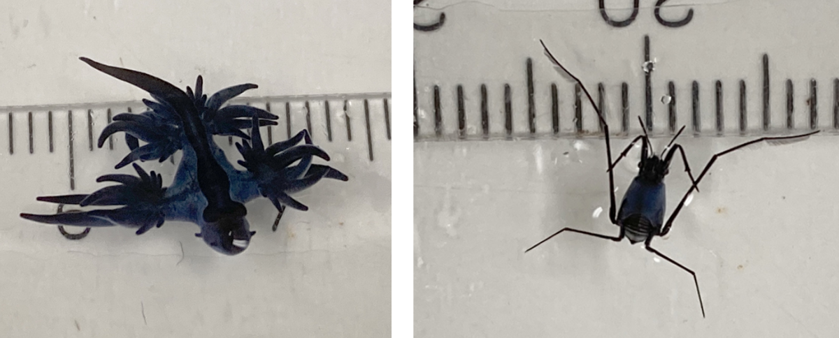 Figure 1 (left): Blue seas dragon, Glaucus atlanticus (photo: Dr. Erik Zettler). Figure 2 (right): Halobates (photo: Dr. Erik Zettler)