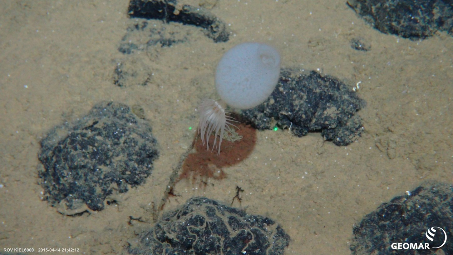 Sponge of the species Hyalonema obtusum with anemones attached to its stalk. The sponge itself is attached by the stalk to a polymetallic nodule in the Clarion-Clipperton Zone. (© GEOMAR, ROV-Team)