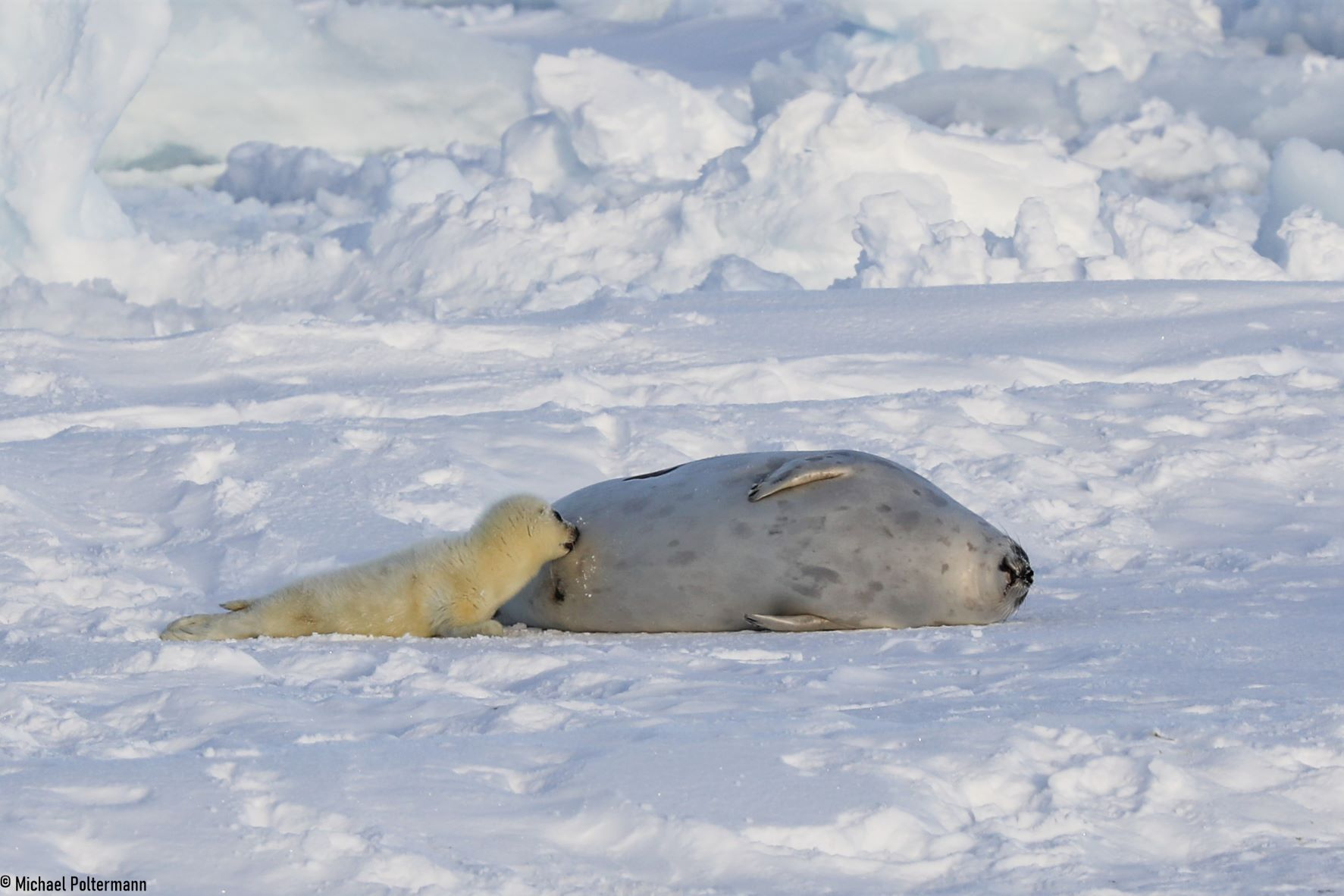 A newborn harp seal is being nursed by its mom. © Michael Poltermann