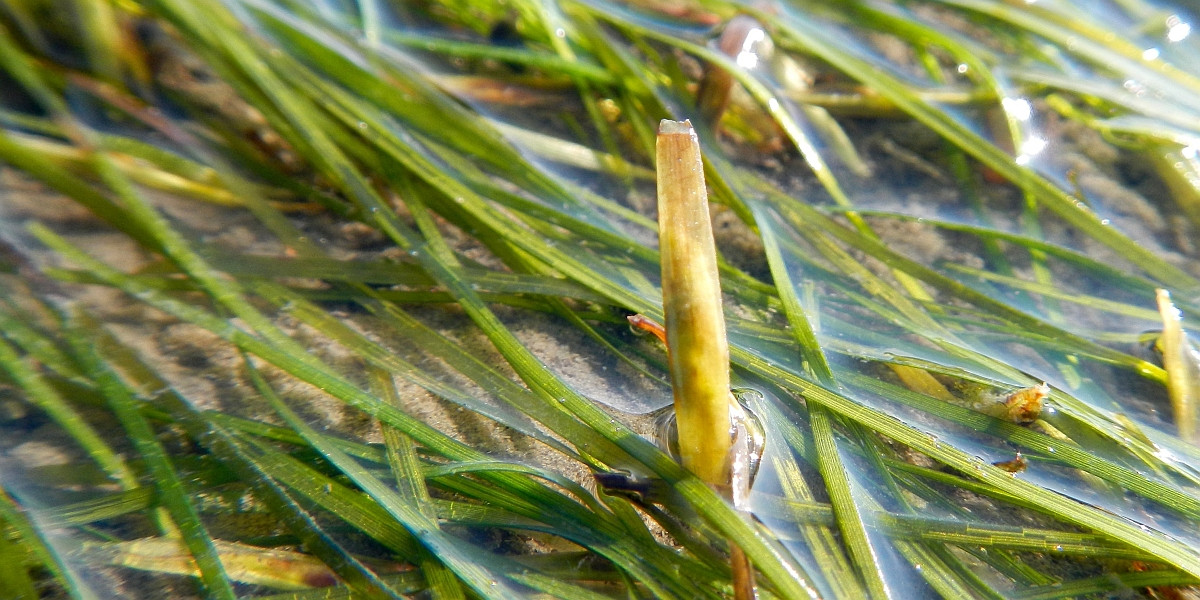 Z. noltei met zaad (Osterschelde)