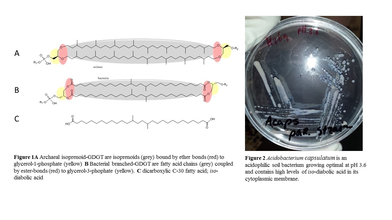 Fig 1 and 2.jpg