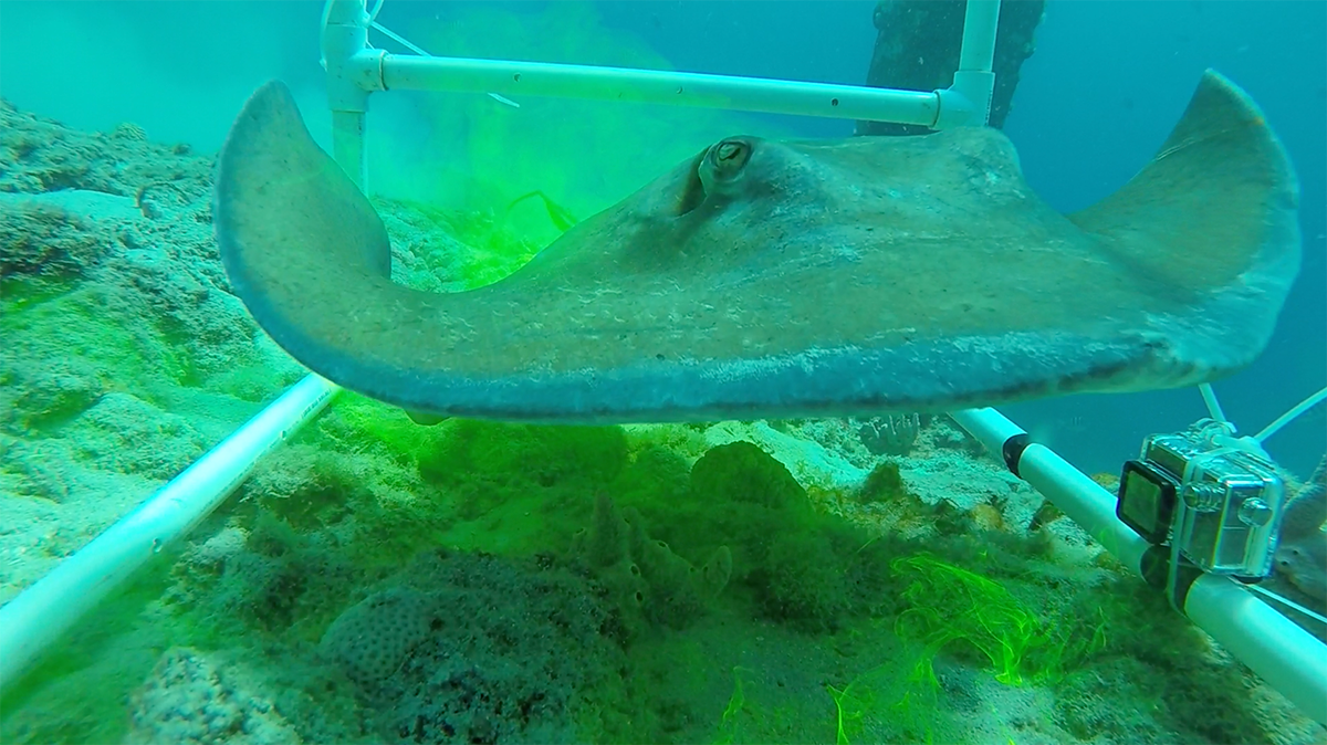 Stingray right in the middle of the fluorescine cloud. Photo: NIOZ, Paolo Stocchi