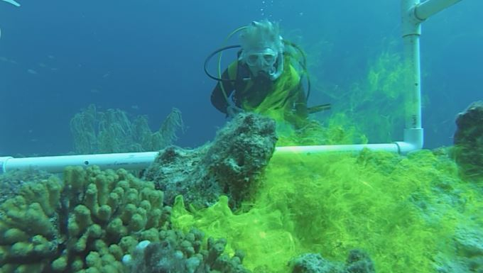 Fleur van Duyl experimenting with the fluorescine, photo: NIOZ