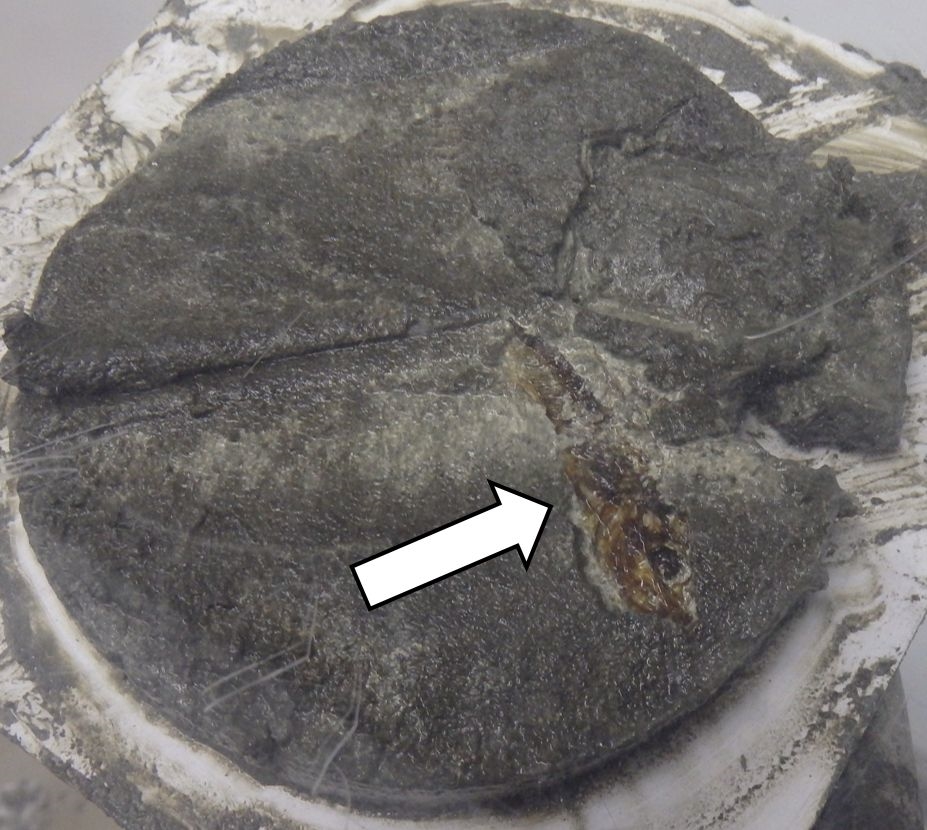 A very well-preserved fish in 3000-year-old sediment from the anoxic deep Black Sea (© P. Kraal, NIOZ).