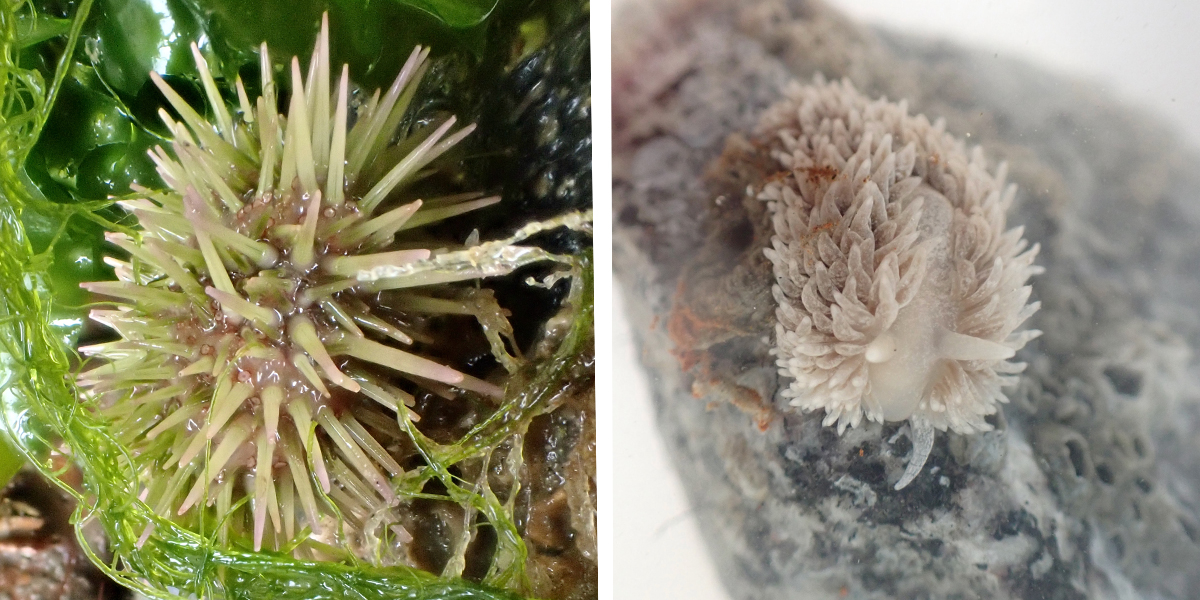 Links: kleine zeeappel (Psammechinus miliaris) is een soort die zich goed weet de handhaven op de harde substraten van het Waddenmozaiek experiment. Rechts: op een van de korven met graniet werd ook een zeenaaktslak, de grote vlokslak (Aeolidia papillosa)
