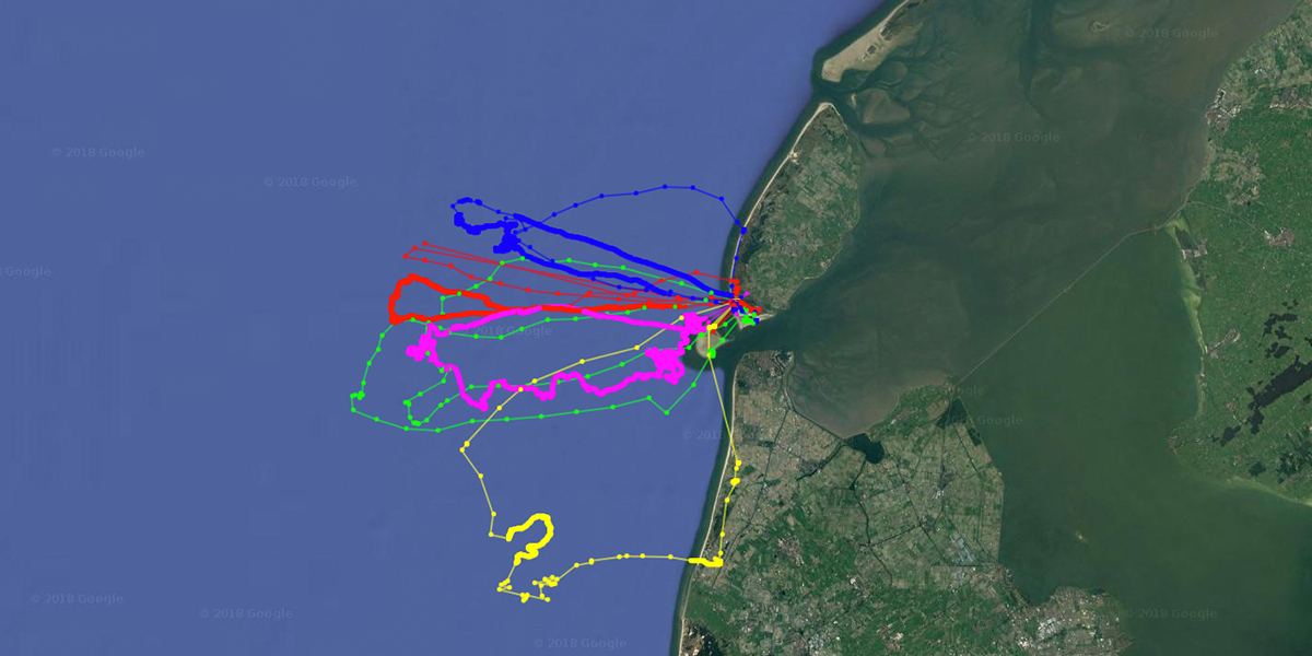 Near real-time tracking data (last 3 days of data available per individual bird).