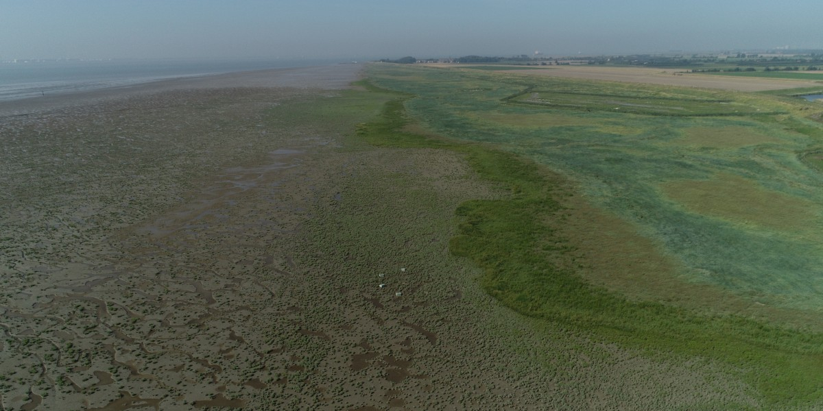 Drone image of the field site on Zuidgors, Western Scheldt, in 2021. Photo Greg Fivash, NIOZ.