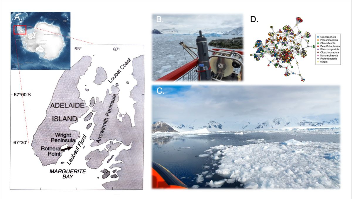 A. Map of WAP sampling sites; B. Water sampling at the Rothera wharf; C. Sampling for Rothera Time Series onboard the 'Erebus' RIB; D. Example of a microbial interaction network. All figures © Swan Sow; maps: Google Maps/British Antarctic Survey.