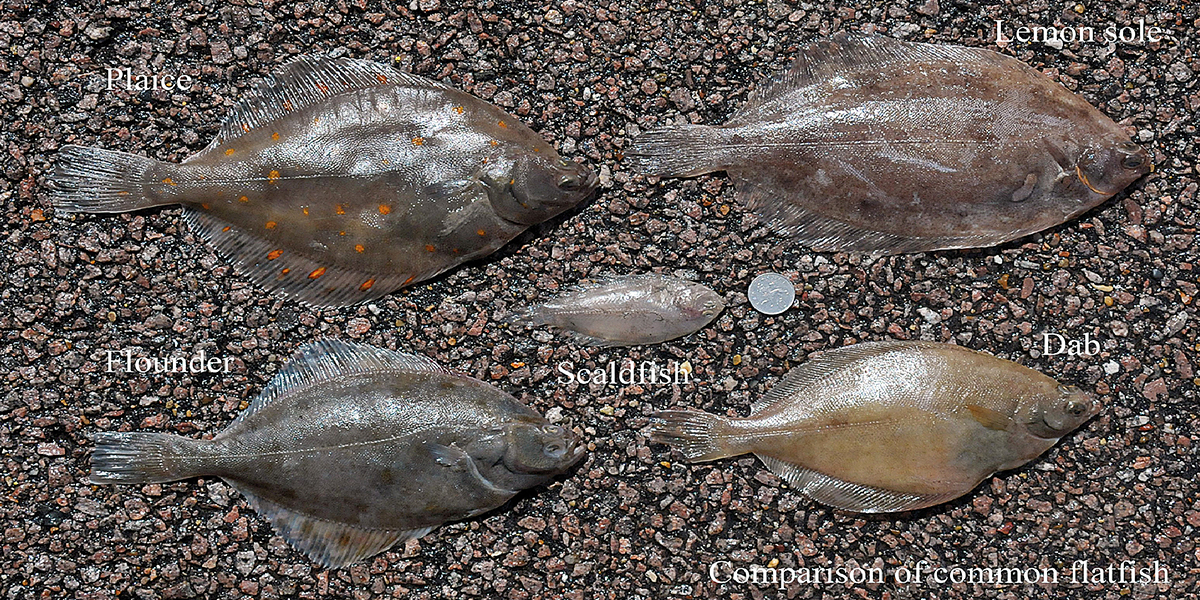 Five common flatfish species compared. Photo: Pisces Conservation Ltd.