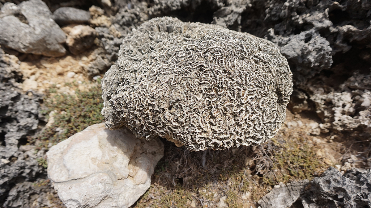 Ancient coral from when the sea level was more than 5 m above present-day because of warmer climate conditions. Photo: NIOZ