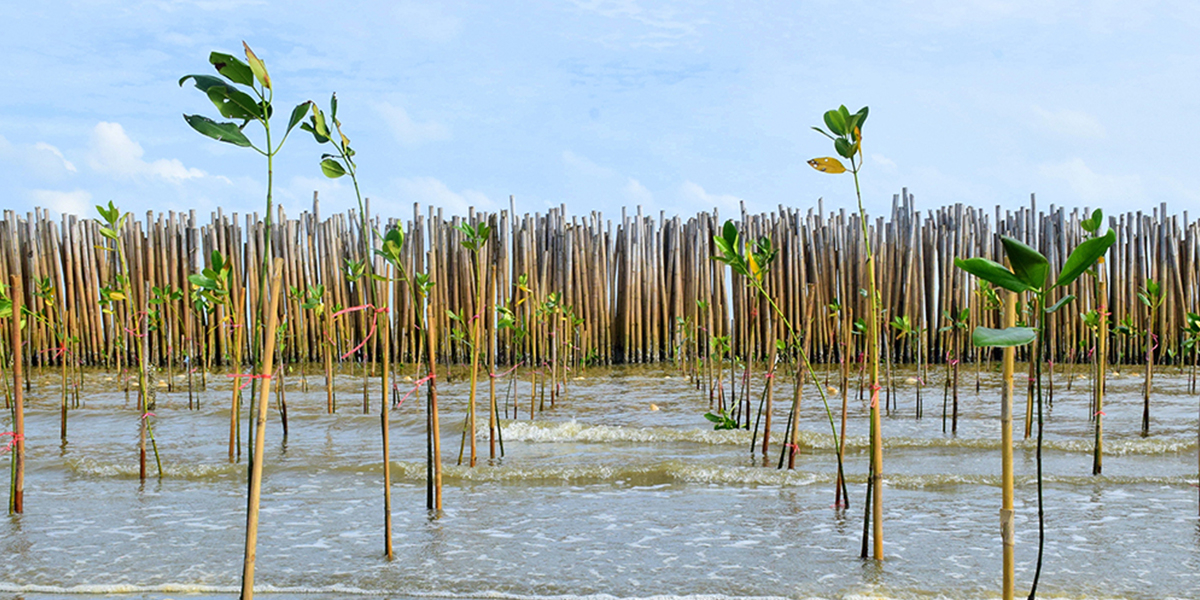 Restoring mangroves is an example of nature-based flood defense. Photo: Wuttipong-Kenphaeng