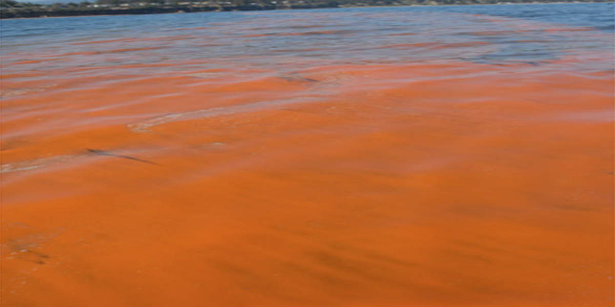 Harmful algal blooms 'Redtides'. Photo: Oceana Datacenter ucsc-edu