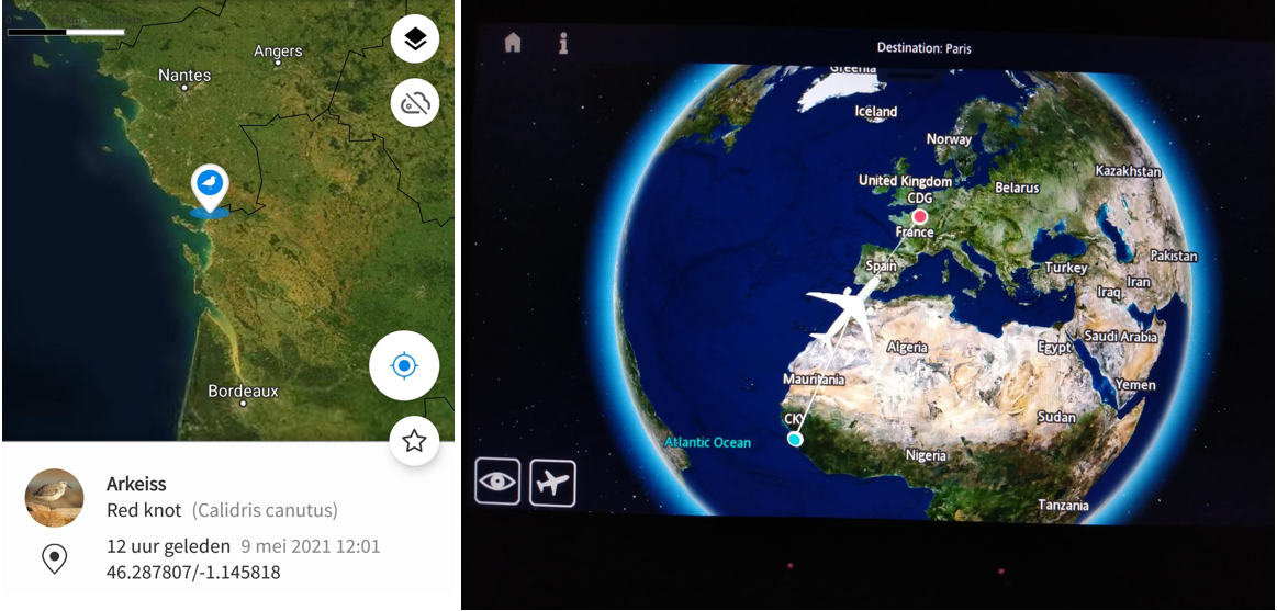 Left: Red knot named Arkeiss has left Mauritania and is making a stopover in France (Baie de l’Aguillon) on May 9th, 2021. Right: Team Van Gils is being in the air on May 9th, 2021, while having left Mauritania and have to make a stopover in France too.