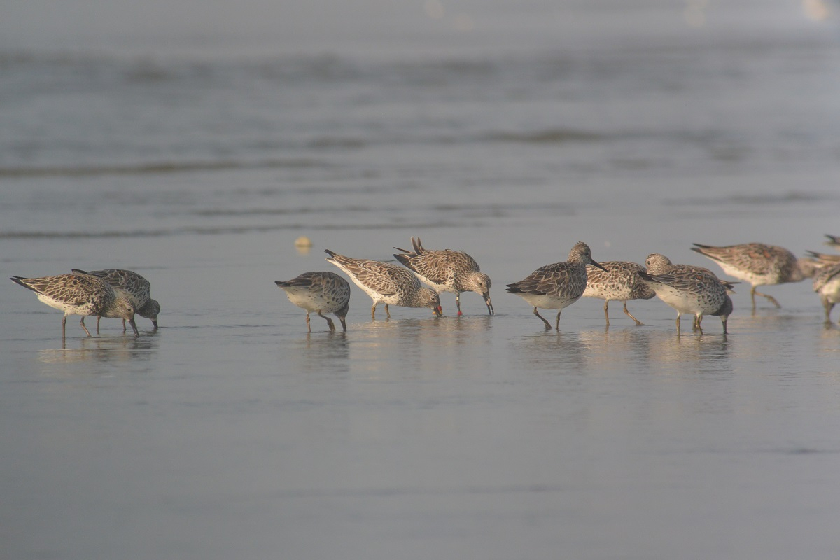 Great knot flock, including one individual carrying the satellite transmitter, at Raoping, Guangdong, China in April 2017