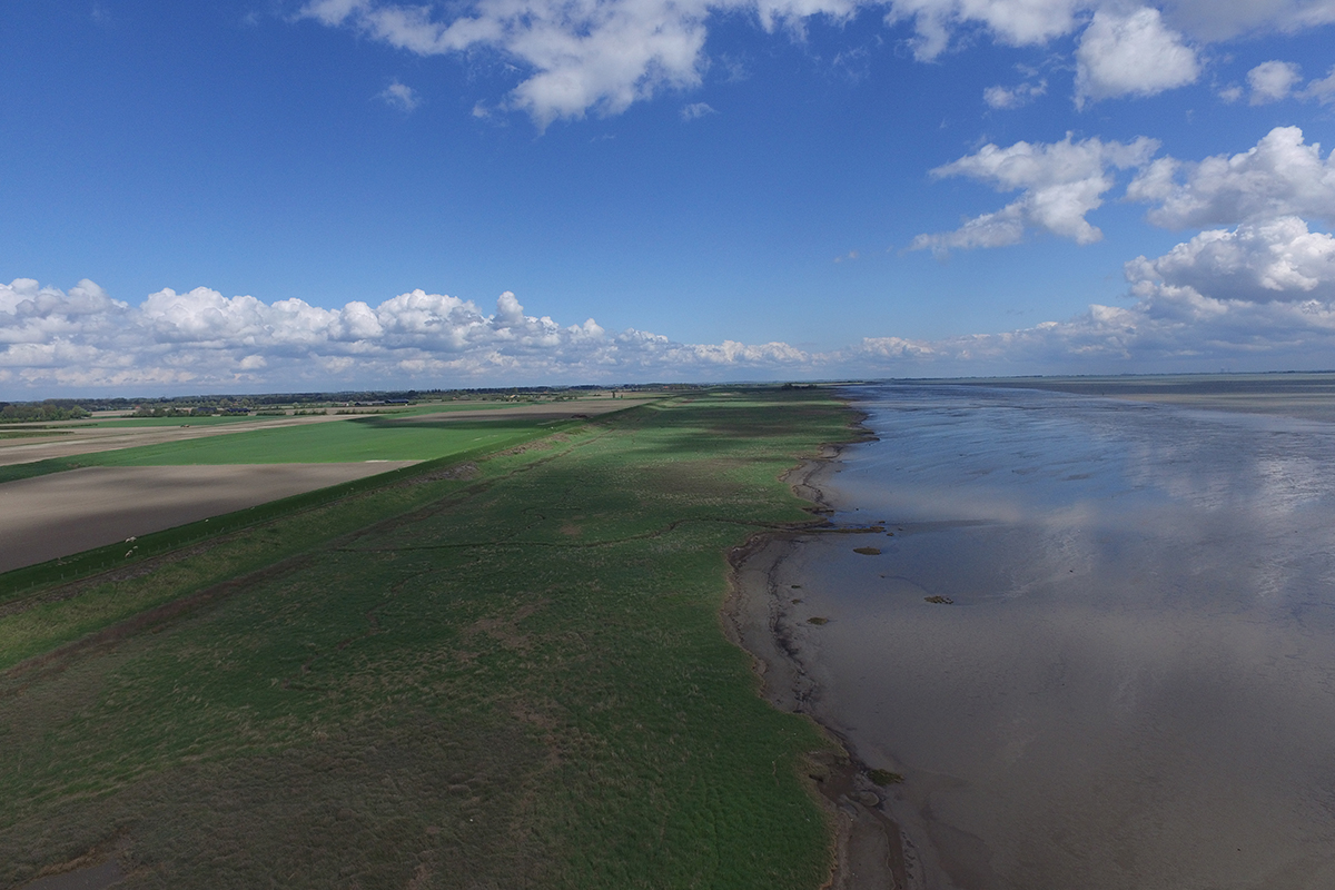 Coastal wetlands in Zeeland. Photo: NIOZ