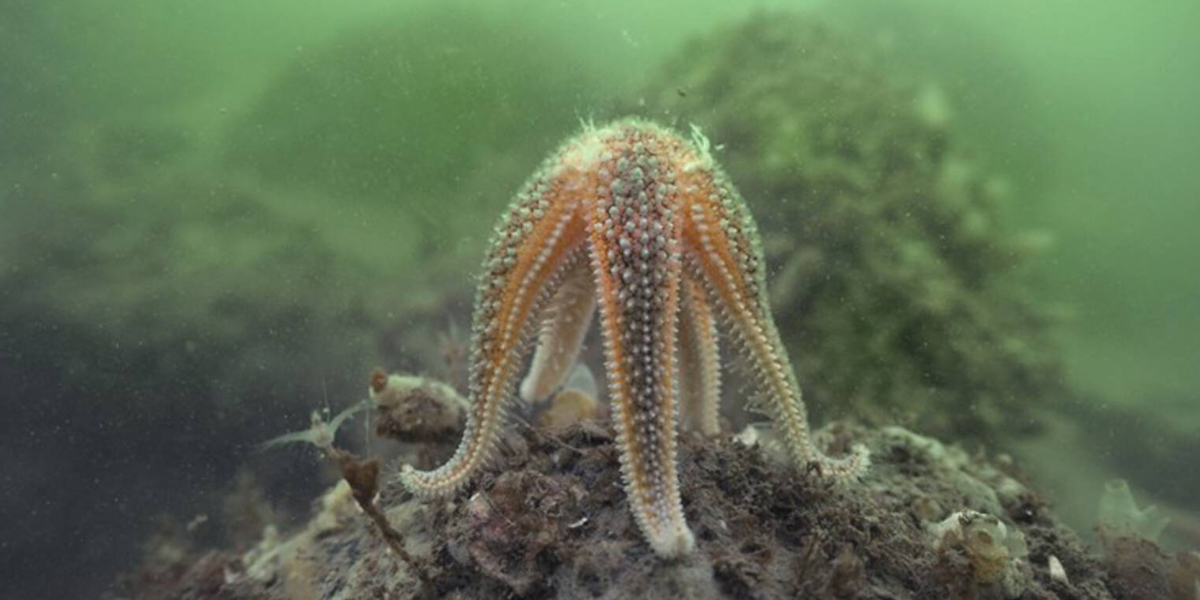 Common starfish <i>Asterias rubens</i>. In the Wadden Sea there can be more than ten per square meter. 