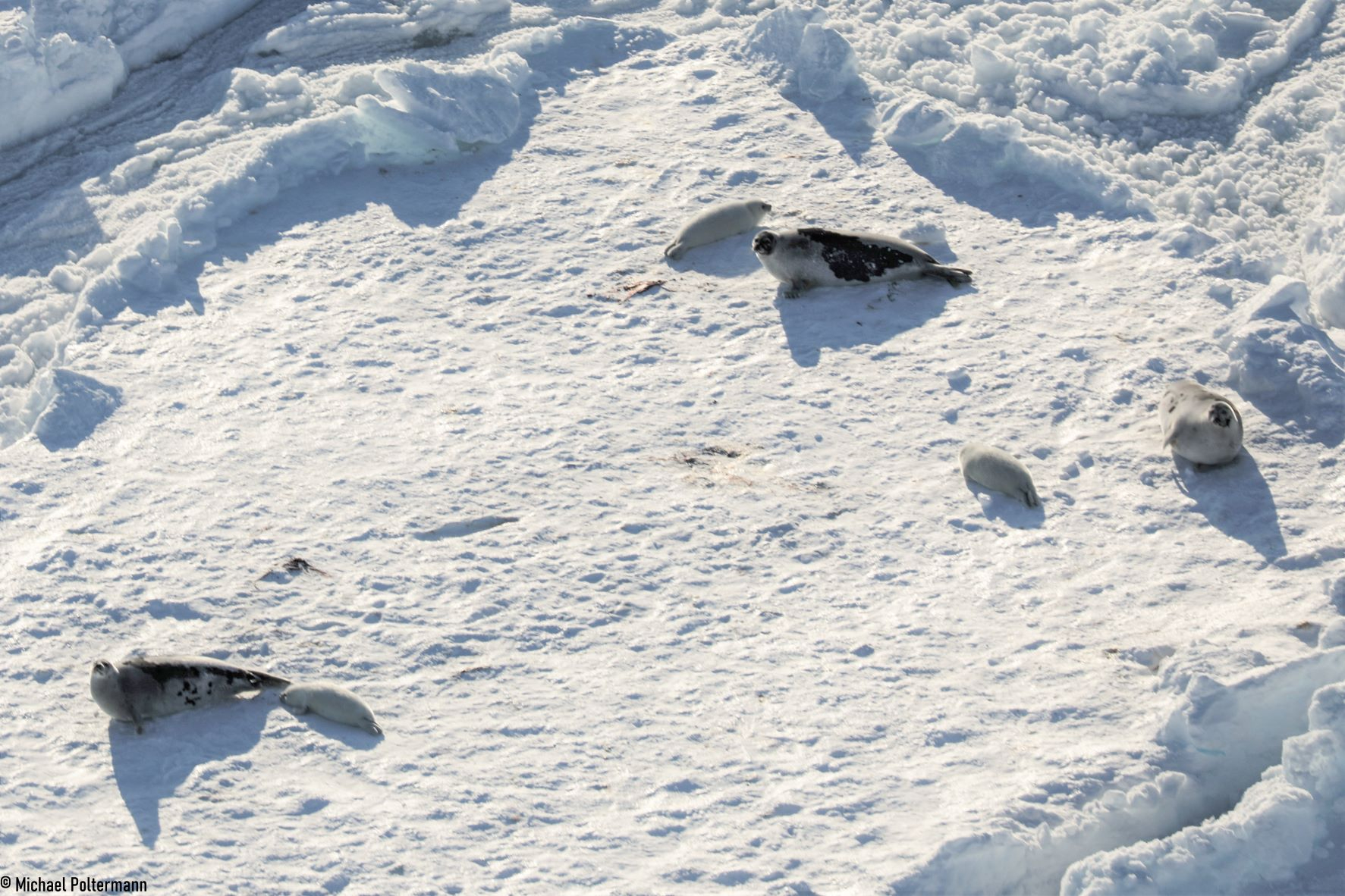Harp seals use the sea-ice for resting, moulting and pupping. © Michael Poltermann