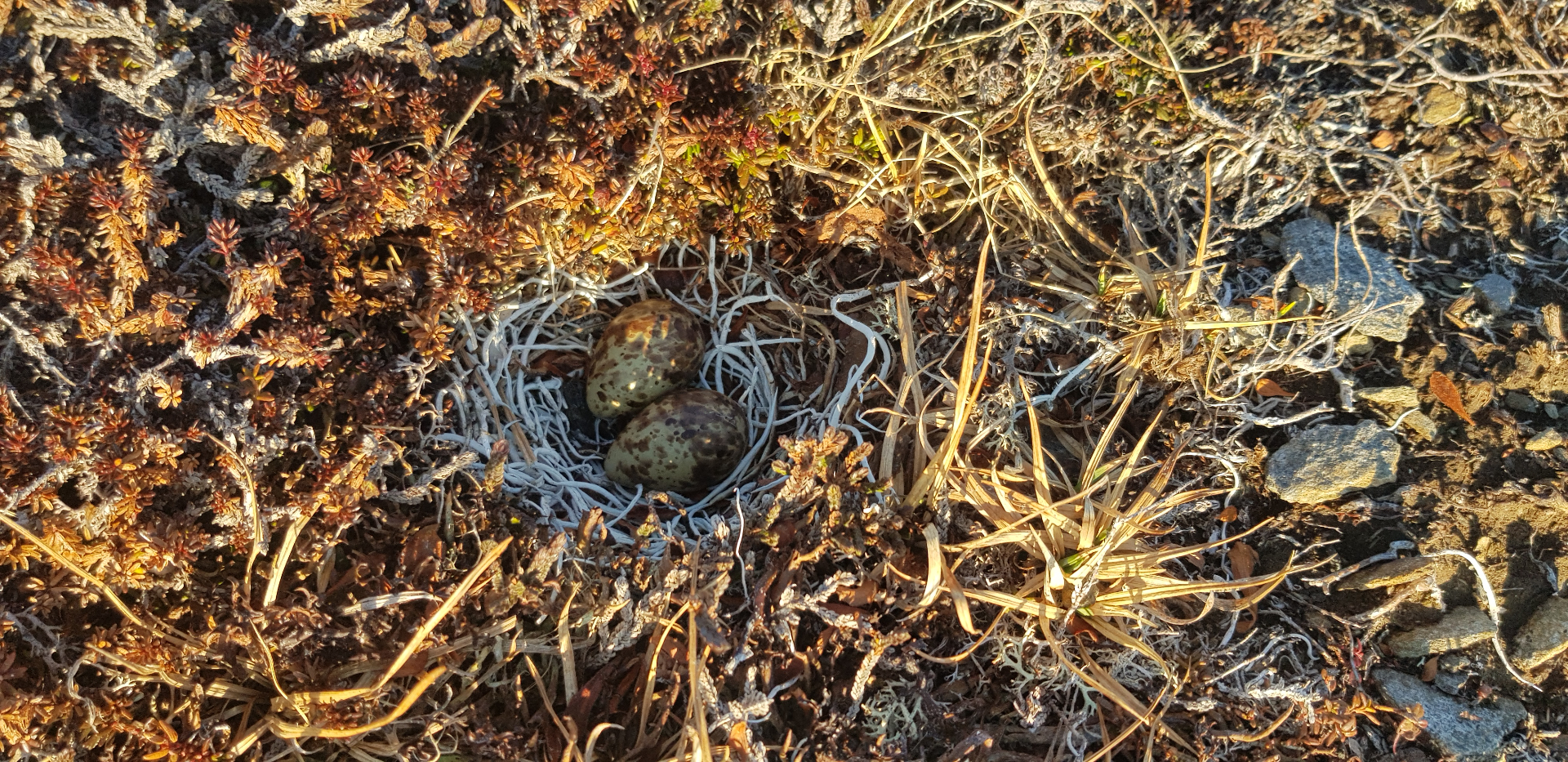 The first nest was found by Clazina!!! Photo: Clazina Kwakernaak